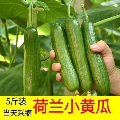 【新客立减】荷兰小黄瓜新鲜水果生吃脆爽蔬菜沙拉孕妇水果黄瓜