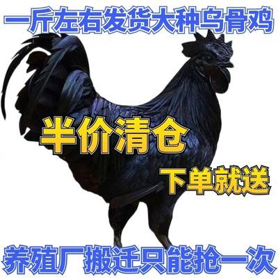 一斤正宗五黑鸡纯种乌骨鸡成年活鸡绿壳蛋鸡黑乌鸡五黑一绿鸡包活【3天内发货】