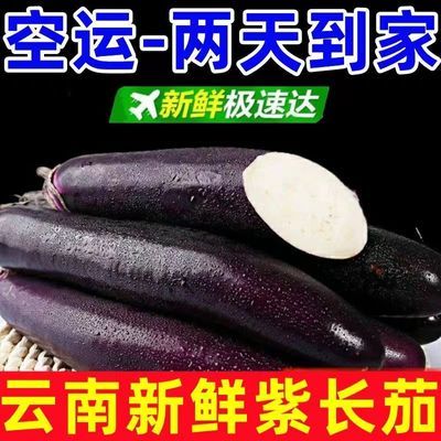 云南露天种植优质茄子紫长茄子新鲜蔬菜紫皮茄子细长茄子5/9批