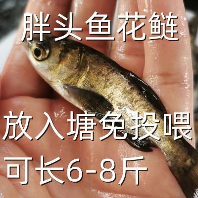 花鲢鱼苗胖头鱼苗大头鱼苗胖头鲢鳙苗花鲢四大家鱼活体淡水鱼养殖