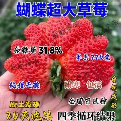 【原土发货】草莓苗新品种特大草莓秧苗盆栽地栽南北方阳台种植