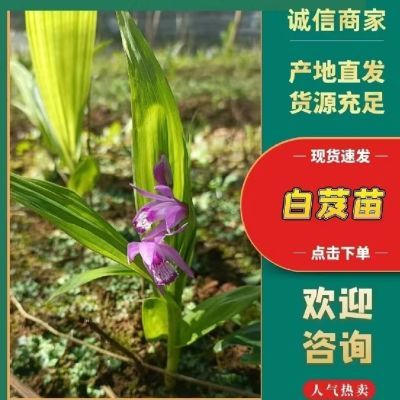 白芨种苗 三叉白芨正宗紫花白芨现挖现发新鲜批发紫花包邮专用