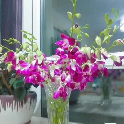 泰国洋兰紫色鲜切花水养水培鲜花客厅装饰办公室内洋兰真花直发