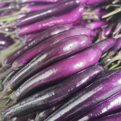 云南西双版纳新鲜细长茄子农家自种紫把长茄子现摘现发5斤9-1