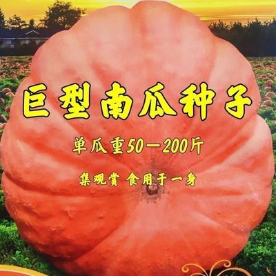 特大巨型南瓜开始粉糯超甜南瓜2024新品种观赏食用四季蔬菜种正品