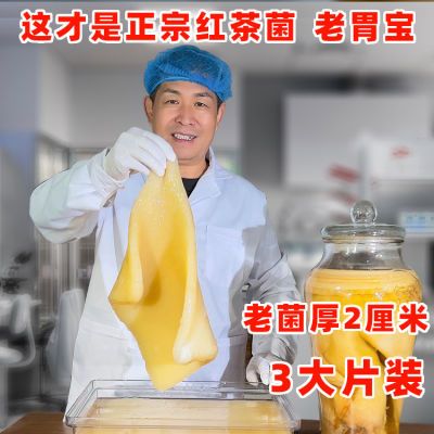 红茶菌胃宝菌种养胃海宝胃宝养生茶醋蛾子海宝菌全程技术服务