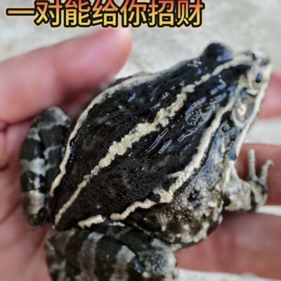 稻田蛙鲜活黑斑蛙青蛙田鸡烧烤火锅食材活体批发新鲜田娃牛蛙活的