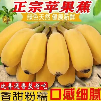 【苹果蕉】广西苹果蕉当季新鲜水果整箱批发包邮非小米蕉芭蕉香蕉
