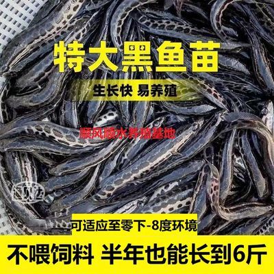 黑鱼水花苗 鱼苗批发乌鱼苗 黑鱼苗生鱼淡水养殖活体黑鱼鲜活特大