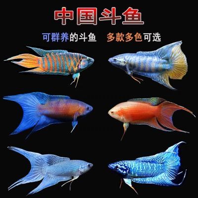 小型纯种中国观赏斗鱼热带小鱼观赏鱼淡水金鱼鱼苗耐活活鱼中国斗