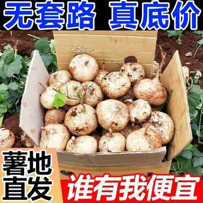 凉薯新鲜现挖白地瓜萝卜农家特产清甜水果沙葛土番薯白心即食当季