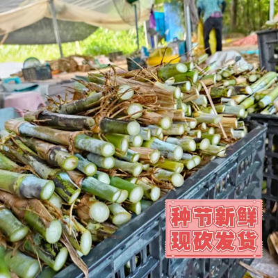 正宗无毛甜象草3号种节皇竹草巨菌草高产新鲜多年生牛羊专用牧草