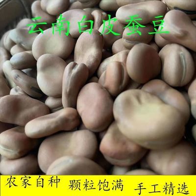 今年生干蚕豆农家新货胡豆农家新鲜五谷杂粮粗粮可发豆芽散装包邮