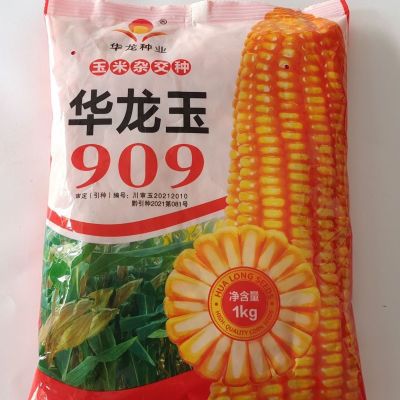 华龙玉909玉米种高产抗倒伏白轴大棒大马牙型杂交包谷种