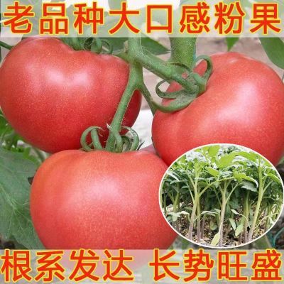 普罗旺斯苗正品沙瓤口感柿子苗阳台四季种植苗耐寒大粉柿子西红柿
