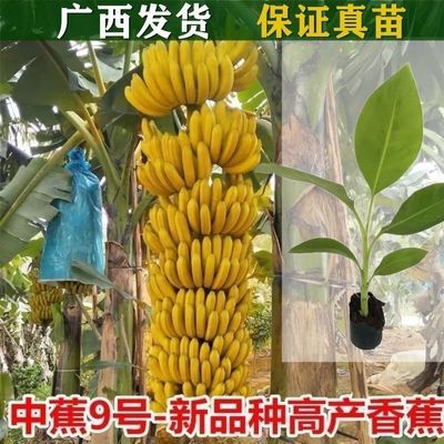 香蕉苗粉蕉苗红香蕉苗香蕉苗粉蕉苗矮化蕉苗皇帝蕉果树苗