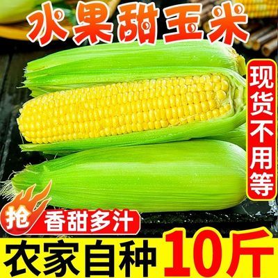 云南金银水果玉米10装新鲜生吃甜嫩玉米棒子粘糯苞谷蔬菜整箱包邮