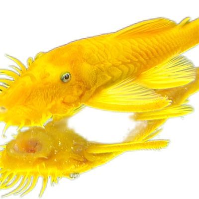 24k黄金胡子鱼清洁鱼缸清道鱼鱼道夫黄金胡子