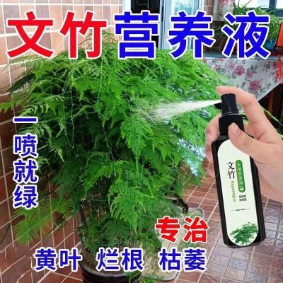 文竹专用营养液通用叶尖发黄干叶子烂根促芽生根生长水培直喷免稀