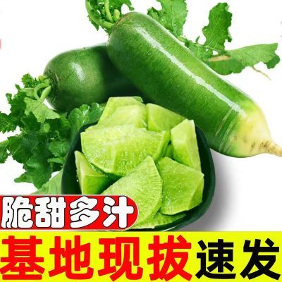 【脆甜】5/9斤正宗水果萝卜生吃潍县沙窝萝卜水果青萝卜新鲜蔬菜
