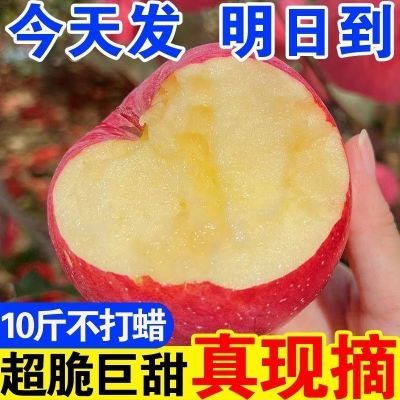【2024新果树上熟】冰糖心丑苹果水果新鲜应季水果批发苹果红富士