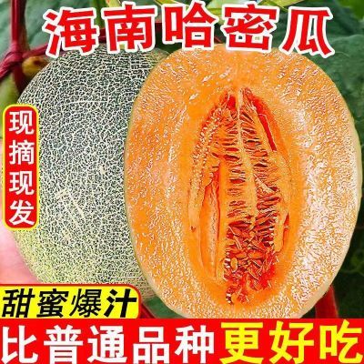 【高品质】5/9斤海南哈密瓜西州蜜瓜新鲜脆甜蜜瓜孕妇水果网纹