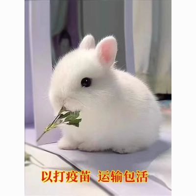 小白兔活的家养宠物兔白色侏儒兔垂耳兔长不大茶杯兔疫苗已打包邮