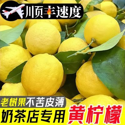 【次日达】四川安岳黄柠檬当季现货泡水整箱批发新鲜水果皮薄多汁