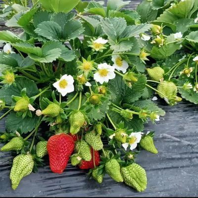 (20天结果)奶油草莓盆栽四季阳台种植南方北方种植当年开花结果