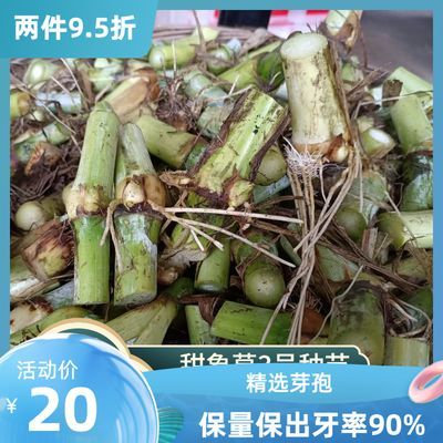 耐寒红象草正宗无毛甜象草3号巨菌草皇竹草四季新鲜种节牛羊牧草