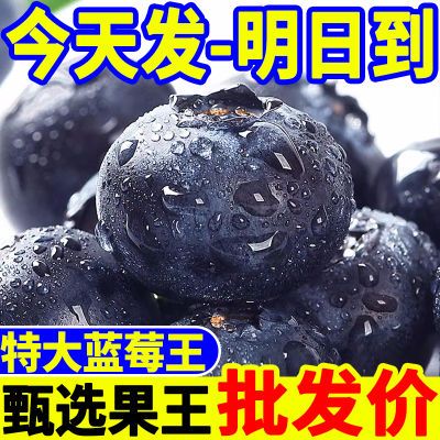 【批发价】云南蓝莓大果水果当季新鲜孕妇宝宝辅食蓝莓一整箱批发