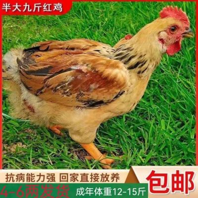 大脚正宗半大九农家大k9红快巨型品种半斤散养新鲜土阉鸡发货发完