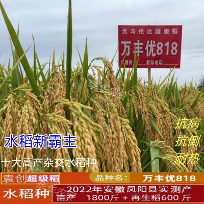 万丰优818巨穗稻优质高产杂交水稻种再生稻超抗倒抗病耐热米质