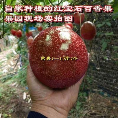 台湾大果红宝石百香果新品种果苗正宗嫁接苗耐寒品种南北盆栽地栽