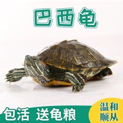 乌龟活物大巴西龟活物宠物龟长寿观赏龟绿色小彩龟水龟活物红耳龟