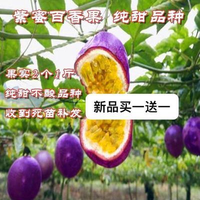 紫蜜百香果一斤二个大果百香果嫁接苗耐寒品种南北种植盆栽地栽