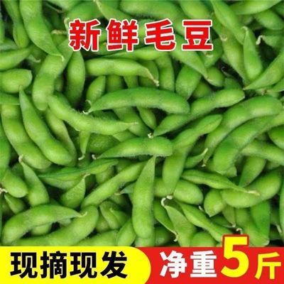 上海崇明毛豆新鲜带壳现摘应季青豆豆荚鲜嫩农家豆角豆子当季蔬菜