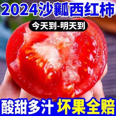 【沙瓤西红柿新鲜生吃】攀枝花番茄水果自然熟批发带箱5斤1斤