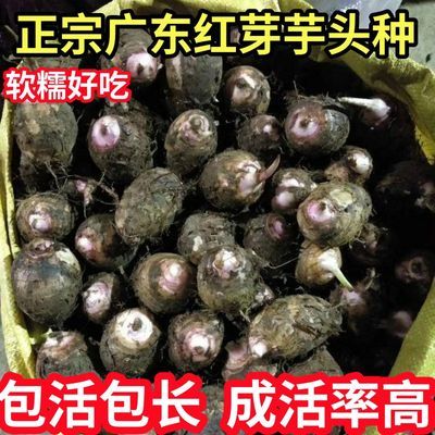 正宗广东红芽芋头种子广西芋头粉糯农家种植小芋头毛芋头牛奶芋头