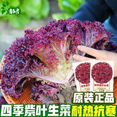 紫叶生菜种子有机沙拉菜种子四季种植耐寒热庭院大田蔬菜种子菜籽