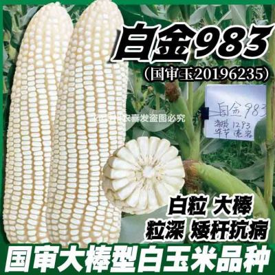 国审白玉米种子矮秆山区白色粮食玉米种子云贵川白包谷种子白玉米