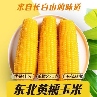 【长白山众品源】黄糯玉米10根0自有农场0添加非即食非转甜糯玉米
