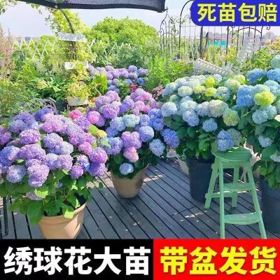 绣球花苗盆栽庭院花八仙花盆栽绣球花大苗无尽夏绣球室卉室外庭院