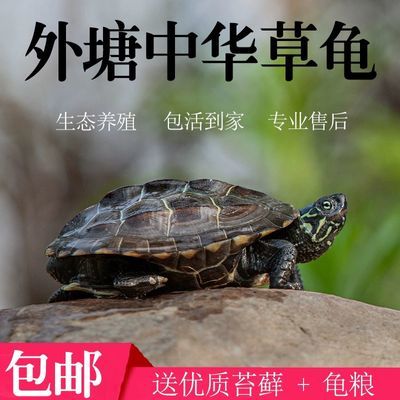 中华草龟活物外塘小乌龟活的苏北金线龟罕见宠物龟水龟陆地墨龟苗