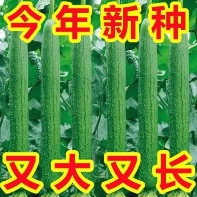 【新品种】长香丝瓜籽早熟高产长顺直耐热特长丝瓜阳台四季蔬菜种