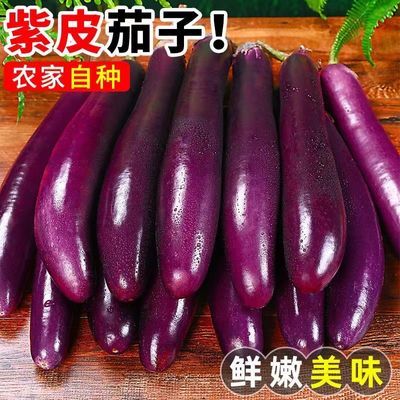 【现摘现发】云南紫皮茄子细长茄子农家自种当季新鲜蔬菜整箱批发