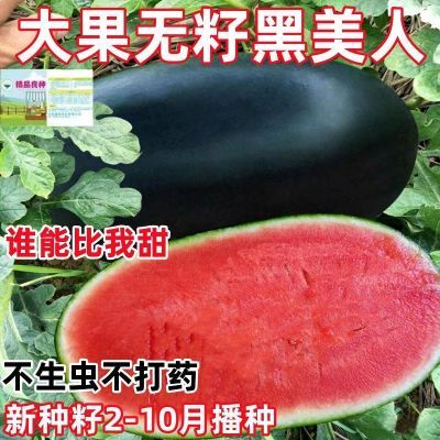 超甜大果黑美人西瓜种子无籽西瓜种子黑皮红瓤巨型西瓜水果种籽
