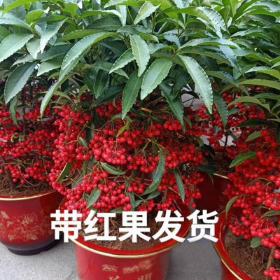 【这里的最好】盆栽植物带果发货富贵籽盆栽黄金万两室内客厅绿植