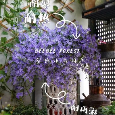 垂吊风铃草巴夏风铃花瀑布好养封闭阳台福星花园植物