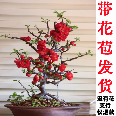 【带花发货】长寿冠四季海棠花盆栽老桩室内桌摆阳台好养耐活花卉